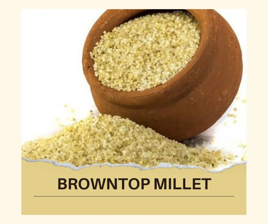 Sorghum