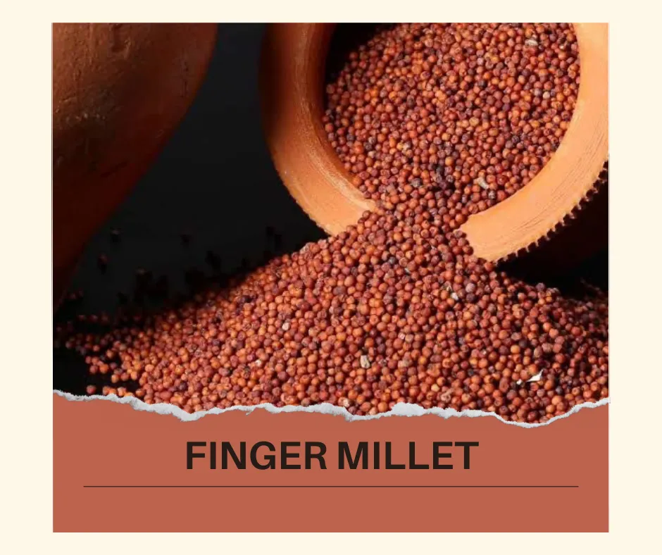 Buckwheat