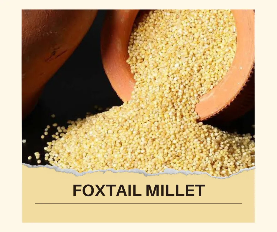 Browntop Millet