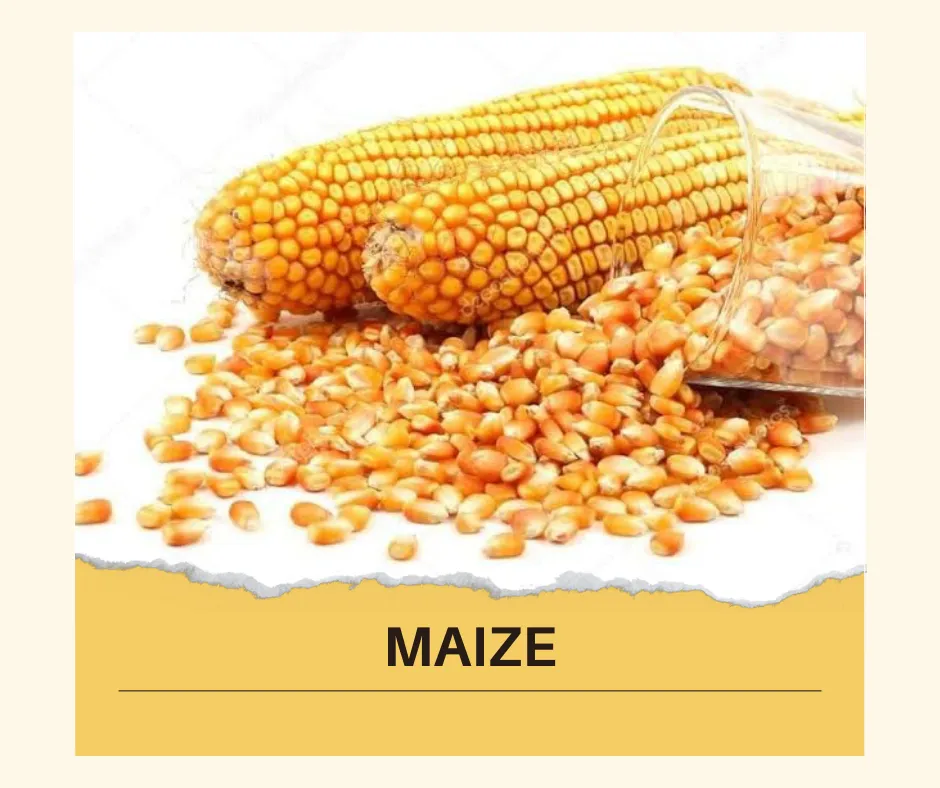 Teff Millet