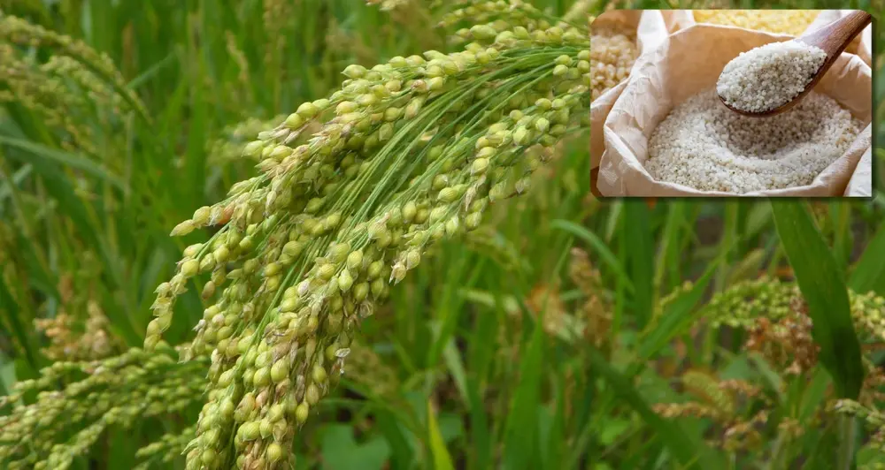 Barnyard Millet