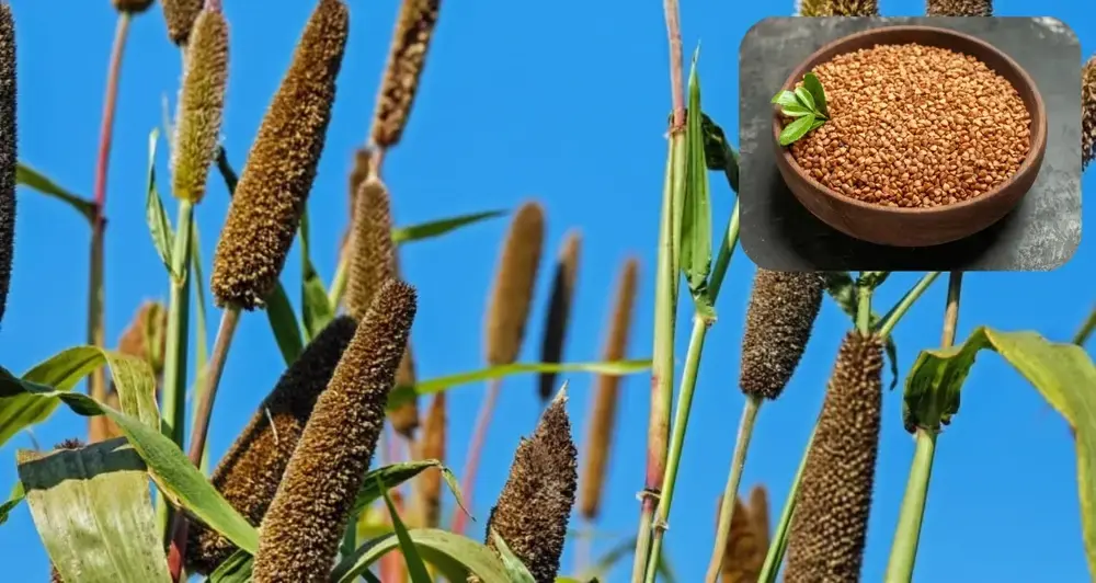 Browntop Millet