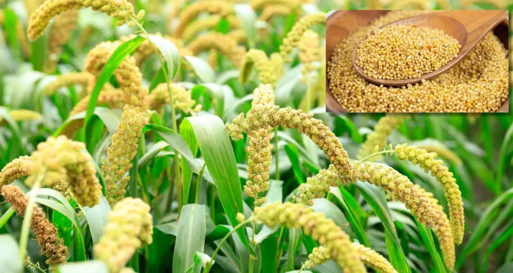 Maize