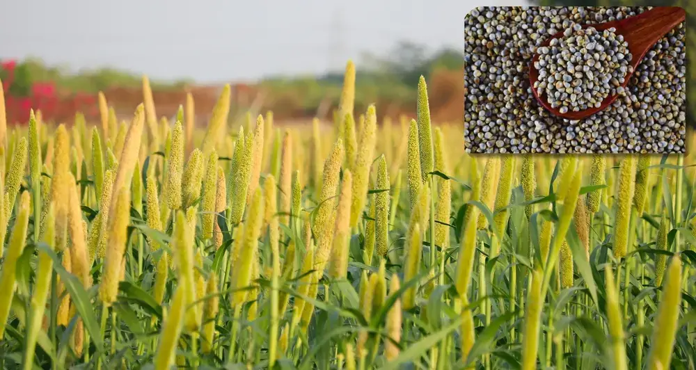 Pearl Millet