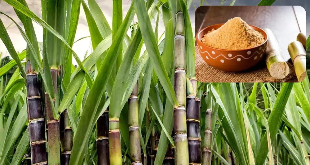 Maize