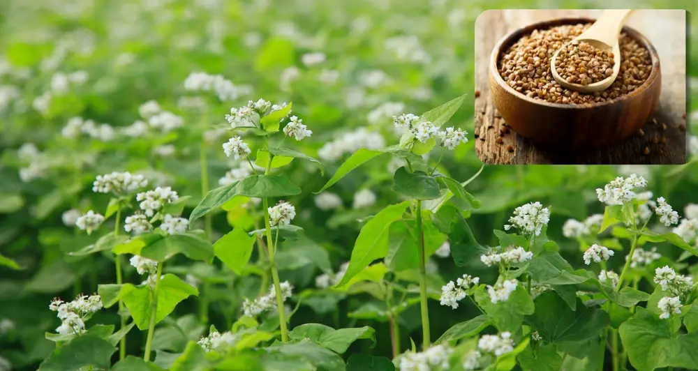 Buckwheat