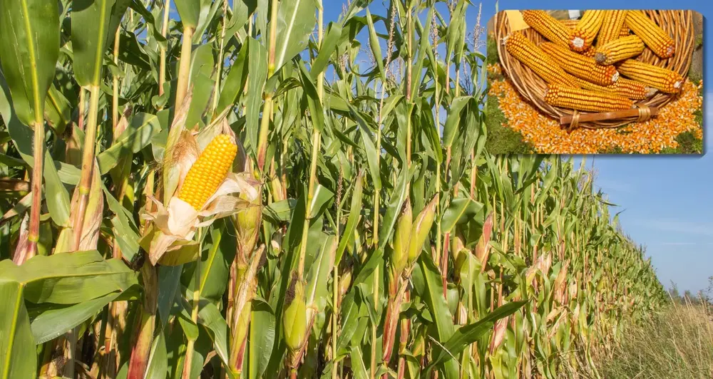 Maize