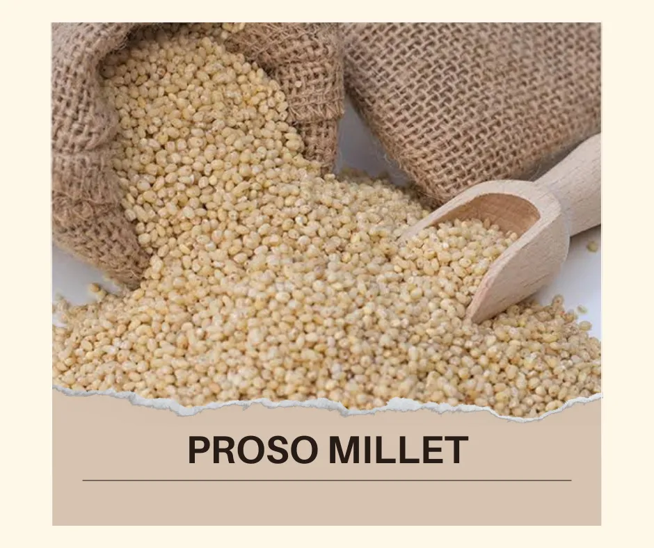 Maize